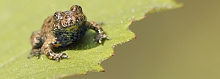 Ululone dal ventre giallo